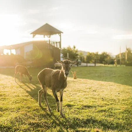 アパート Hof Koehne - Altes - Katze *