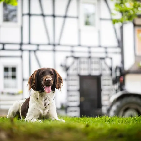 Hof Koehne - Altes - Katze Appartement