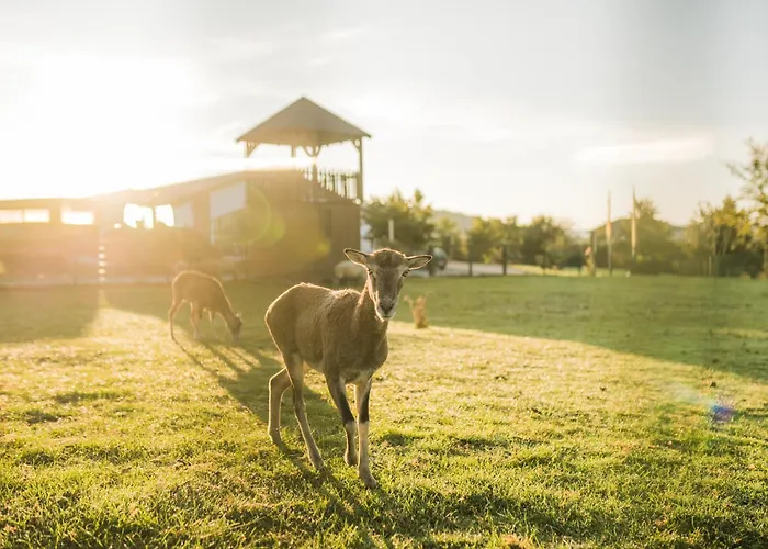 Διαμέρισμα Hof Koehne - Altes - Katze *
