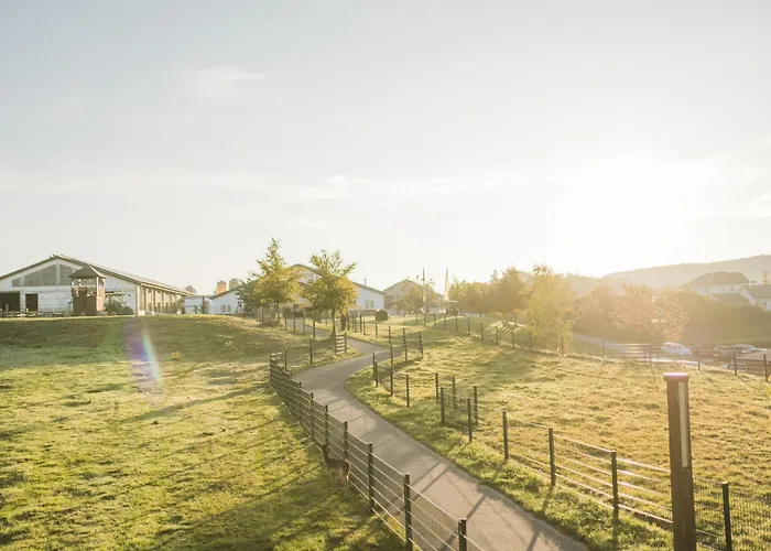 Hof Koehne - Altes - Katze *